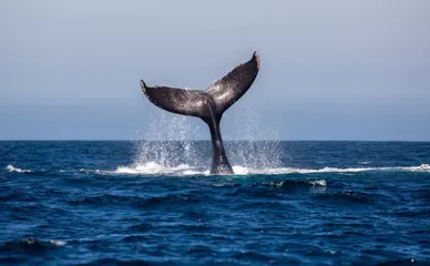 whale